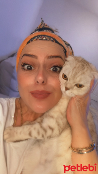 Scottish Fold, Kedi  Asena fotoğrafı