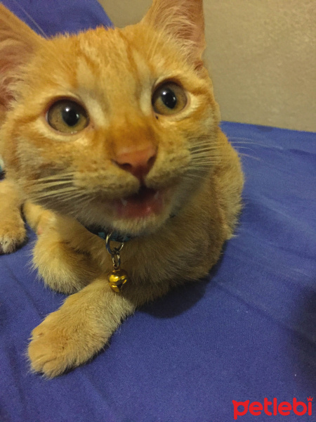 Siyam Kedisi, Kedi  romeo fotoğrafı