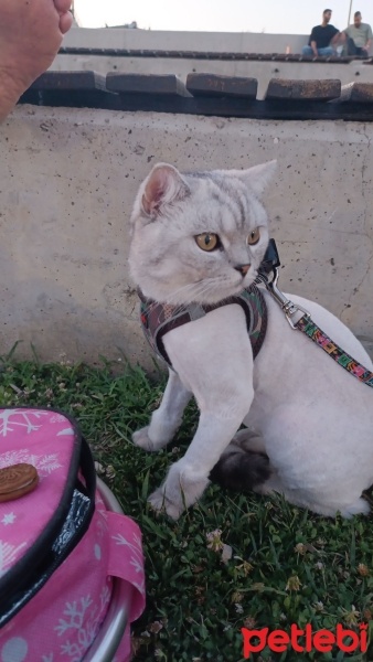 British Shorthair, Kedi  Fikri fotoğrafı