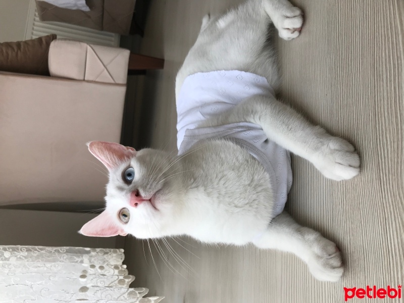 Van Kedisi, Kedi  Casper fotoğrafı