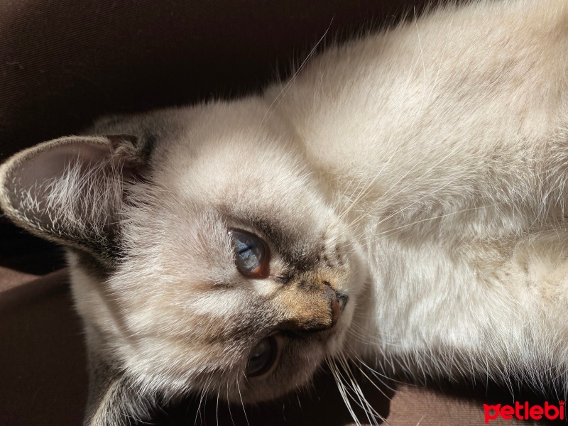 British Shorthair, Kedi  Felix fotoğrafı