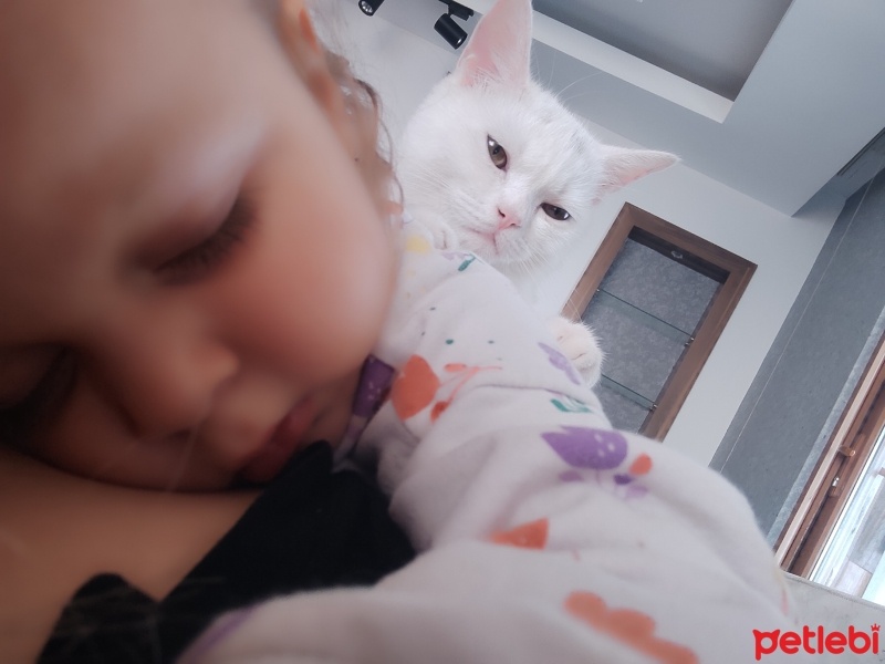 Scottish Fold, Kedi  Mia fotoğrafı