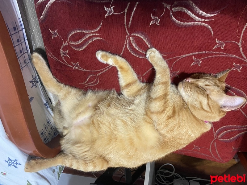 Tekir Kedi, Kedi  Badem fotoğrafı