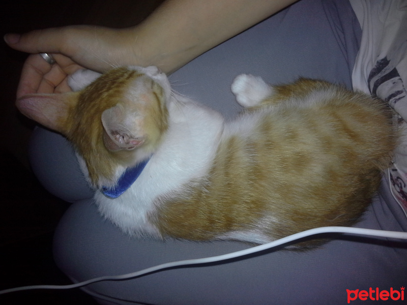 Tekir Kedi, Kedi  Tarçın fotoğrafı