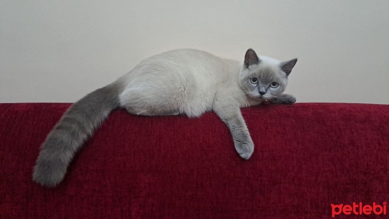 British Shorthair, Kedi  Milka fotoğrafı