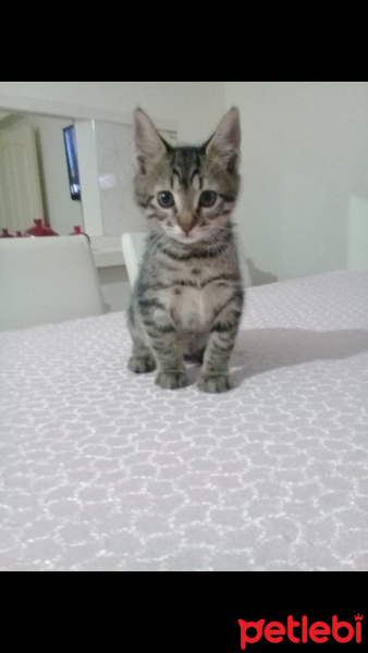 Tekir Kedi, Kedi  Mıncır fotoğrafı