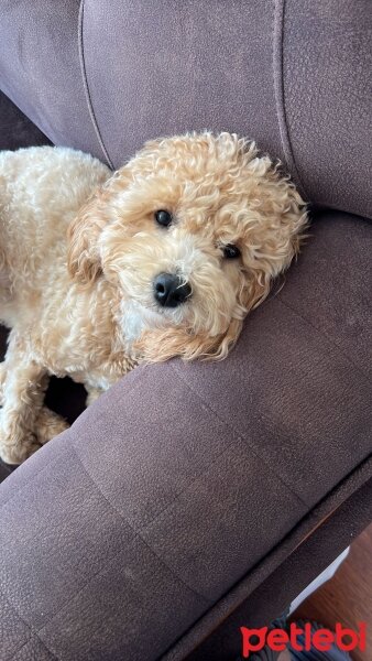 Poodle(Standart Kaniş), Köpek  Alvin fotoğrafı