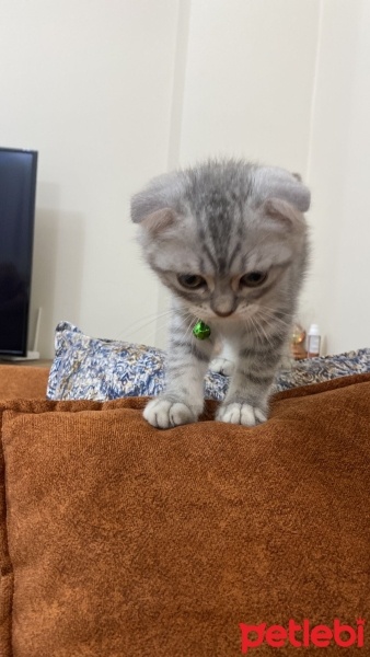 Scottish Fold, Kedi  Lokum fotoğrafı