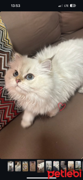 British Longhair, Kedi  Kontes fotoğrafı