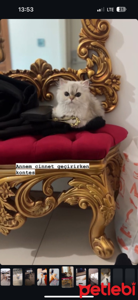 British Longhair, Kedi  Kontes fotoğrafı