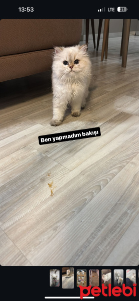 British Longhair, Kedi  Kontes fotoğrafı