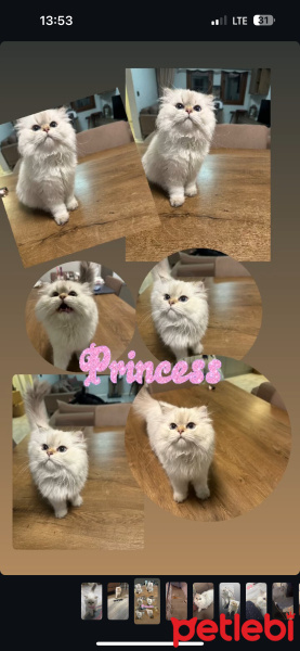 British Longhair, Kedi  Kontes fotoğrafı