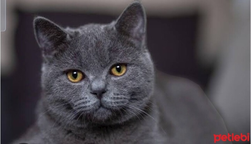 British Shorthair, Kedi  Badem fotoğrafı
