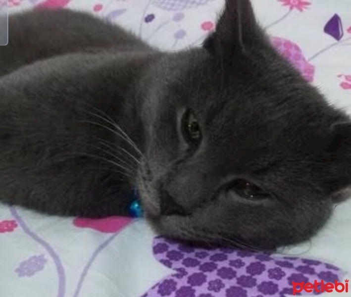British Shorthair, Kedi  Badem fotoğrafı