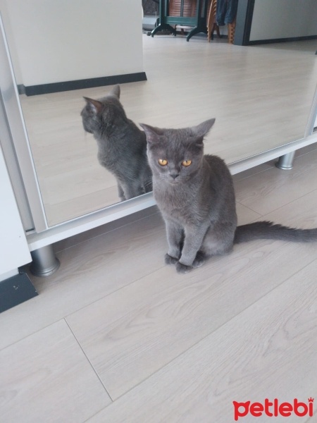 British Shorthair, Kedi  Badem fotoğrafı
