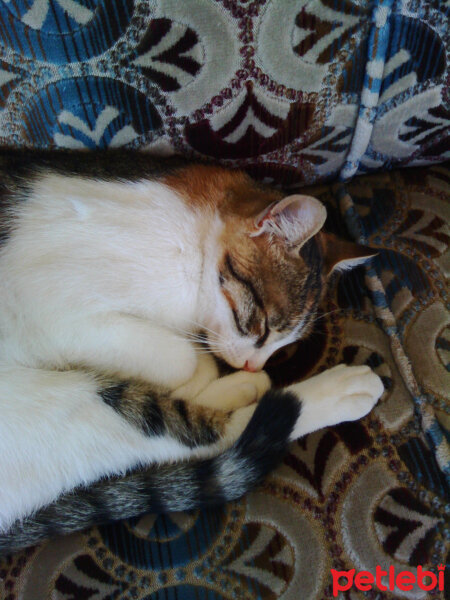 American Wirehair, Kedi  Ponçik fotoğrafı