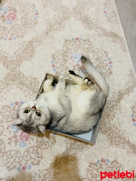 British Shorthair, Kedi  Liloş fotoğrafı