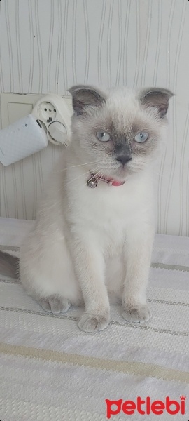 Scottish Fold, Kedi  Miya fotoğrafı