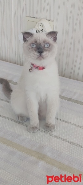 Scottish Fold, Kedi  Miya fotoğrafı