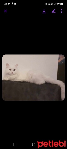 Scottish Fold, Kedi  Majör fotoğrafı