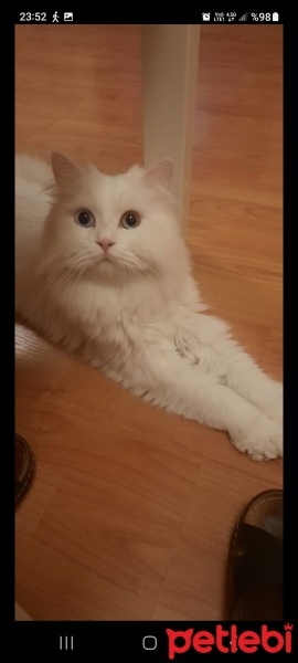 Scottish Fold, Kedi  Majör fotoğrafı
