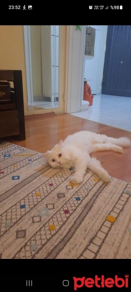 Scottish Fold, Kedi  Majör fotoğrafı
