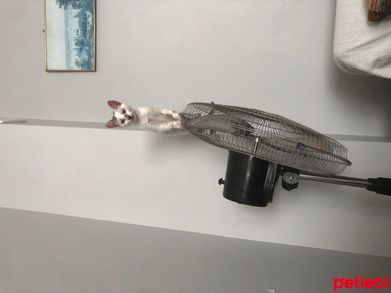 Tekir Kedi, Kedi  Zarife fotoğrafı