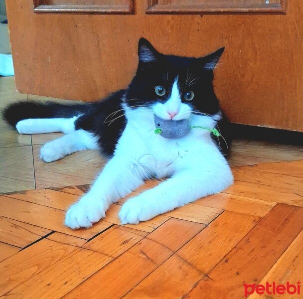 Tuxedo (Smokin) Kedi, Kedi  Gofret fotoğrafı