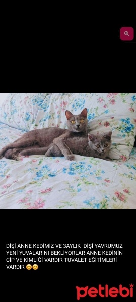 American Shorthair, Kedi  Pofiyy fotoğrafı