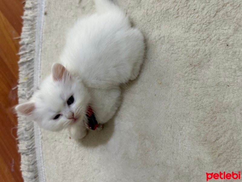 Scottish Fold, Kedi  Çip fotoğrafı