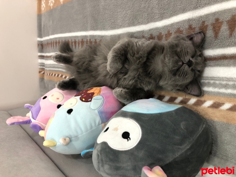 Nebelung, Kedi  Luna fotoğrafı