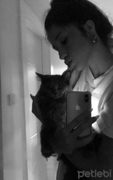 Nebelung, Kedi  Luna fotoğrafı
