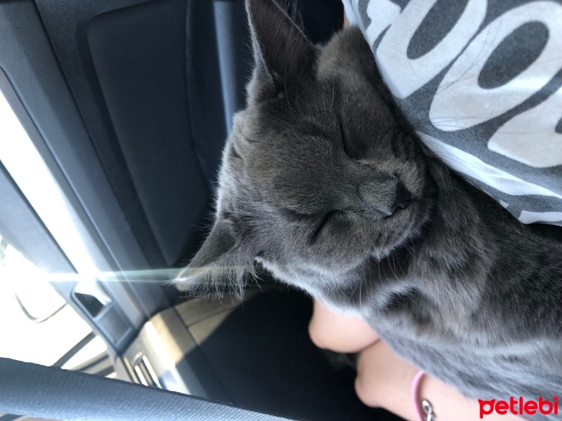 Nebelung, Kedi  Luna fotoğrafı
