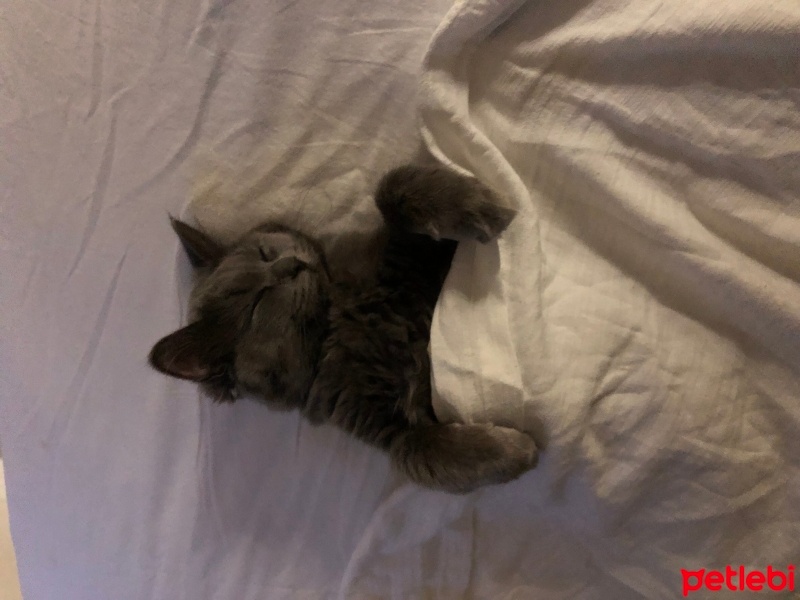 Nebelung, Kedi  Luna fotoğrafı