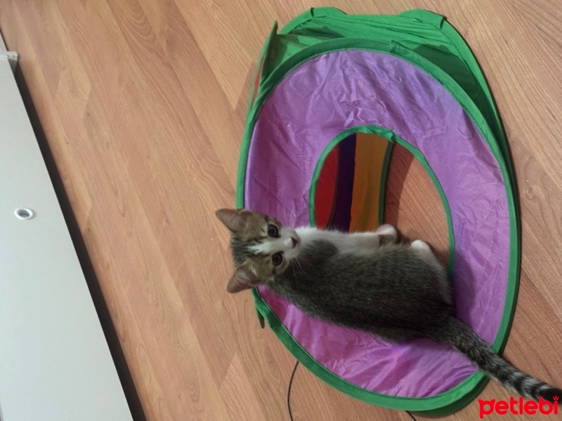 Tekir Kedi, Kedi  Kıpır fotoğrafı