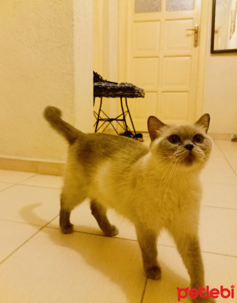 British Shorthair, Kedi  Lena fotoğrafı