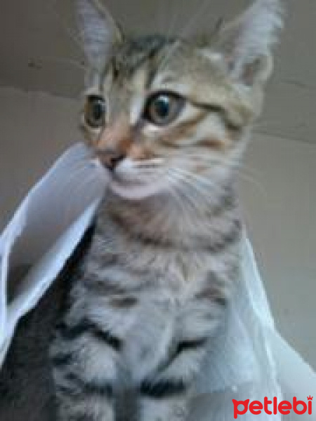 Tekir Kedi, Kedi  Tekircan fotoğrafı
