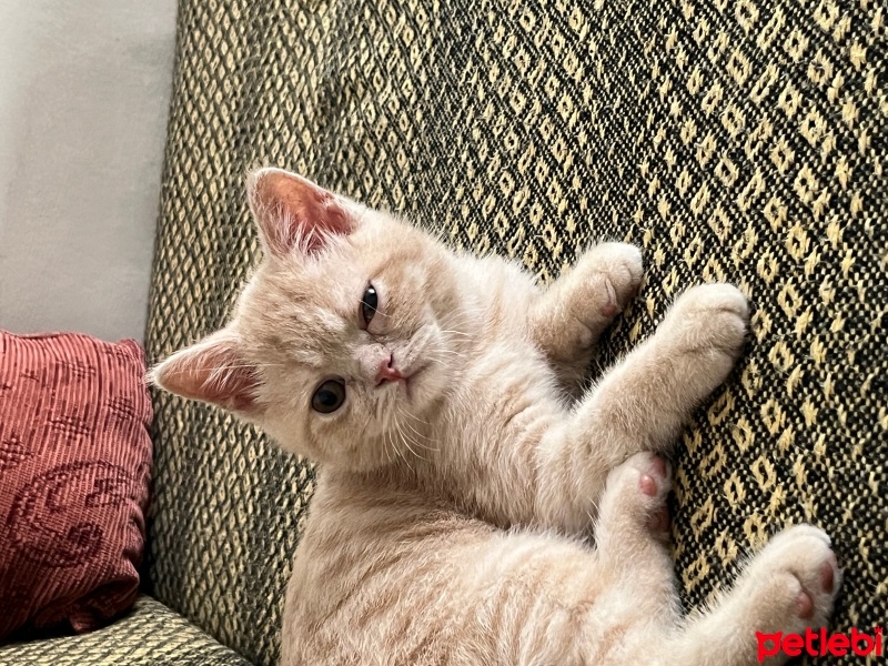 British Shorthair, Kedi  ares fotoğrafı