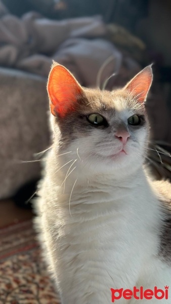 Tekir Kedi, Kedi  Sarmaşık fotoğrafı
