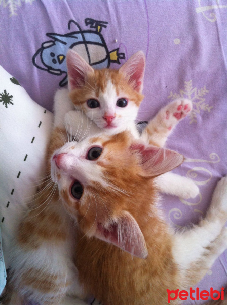 Tekir Kedi, Kedi  Sütlü-Ballı fotoğrafı