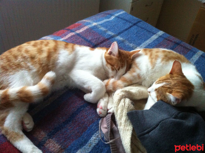 Tekir Kedi, Kedi  Sütlü-Ballı fotoğrafı