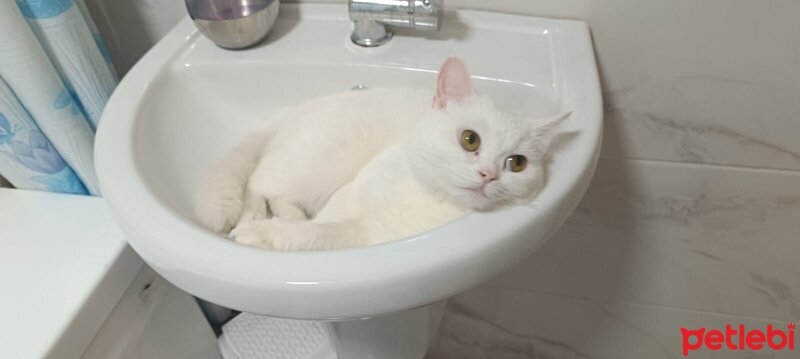 Scottish Fold, Kedi  Mia fotoğrafı