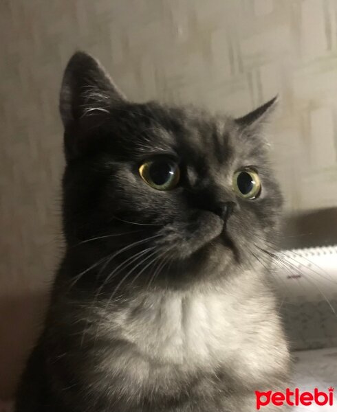 British Shorthair, Kedi  Mıncır fotoğrafı