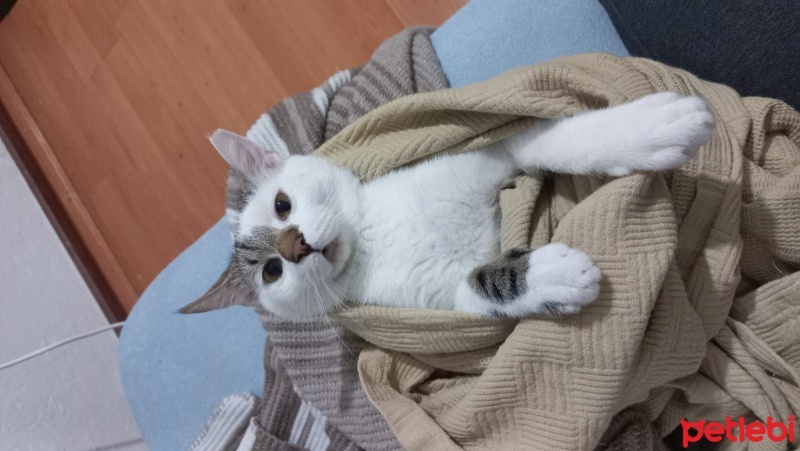 Tekir Kedi, Kedi  Tonton fotoğrafı
