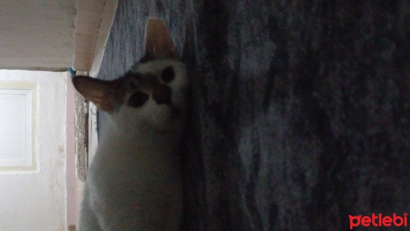 Tekir Kedi, Kedi  Tonton fotoğrafı