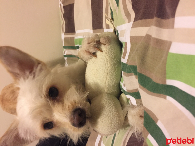 Avustralya Terrier, Köpek  Küçük ırk kızımız yeni yuvasını arıyor fotoğrafı