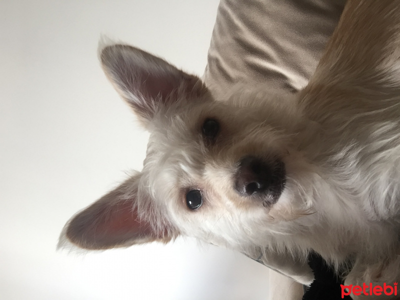 Avustralya Terrier, Köpek  Küçük ırk kızımız yeni yuvasını arıyor fotoğrafı
