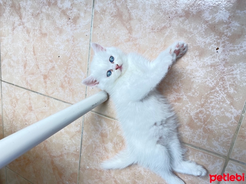 British Longhair, Kedi  British longhair Beyaz fotoğrafı