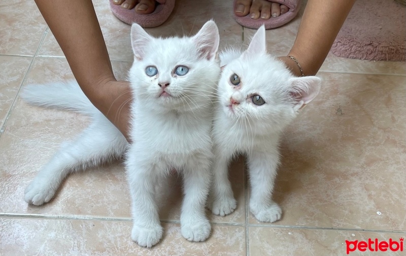 British Longhair, Kedi  British longhair Beyaz fotoğrafı