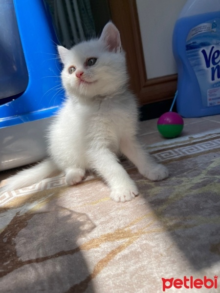 British Longhair, Kedi  British longhair Beyaz fotoğrafı